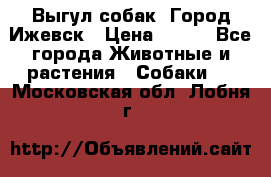 Выгул собак. Город Ижевск › Цена ­ 150 - Все города Животные и растения » Собаки   . Московская обл.,Лобня г.